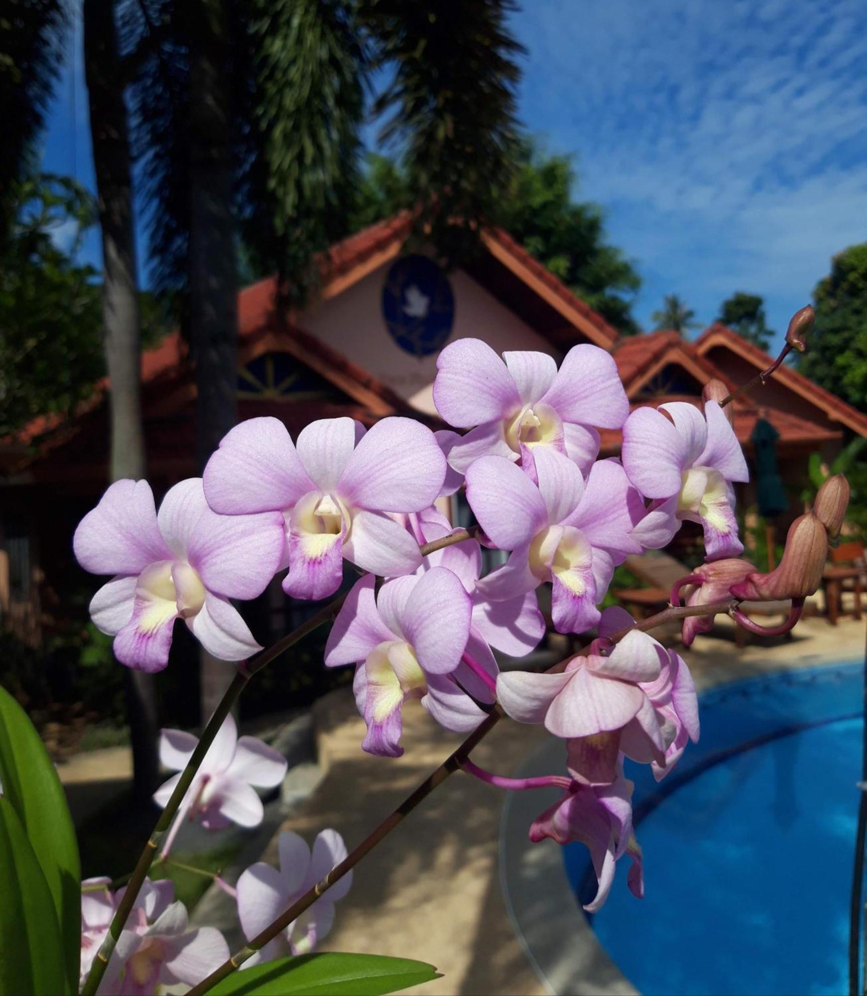 The Pace Phuket Boutique Resort Rawai Buitenkant foto