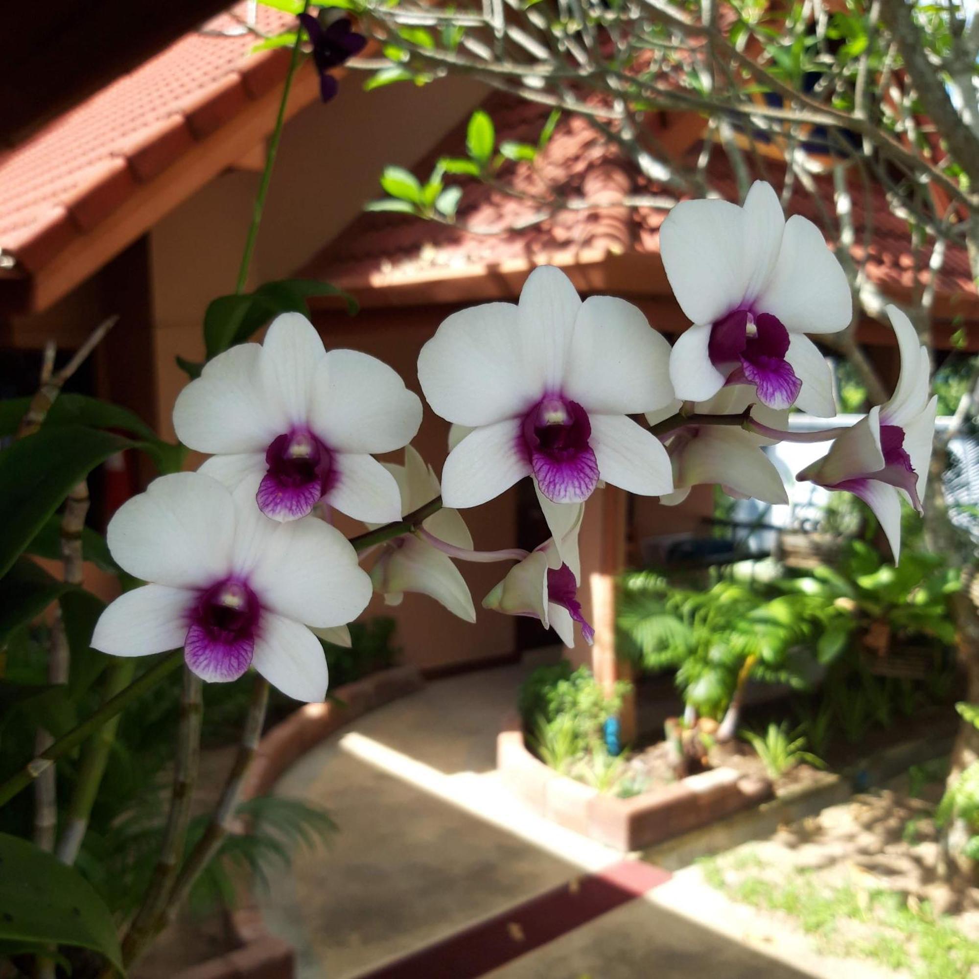 The Pace Phuket Boutique Resort Rawai Buitenkant foto